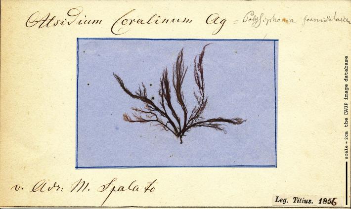 Alsidium coralinum 38.jpg